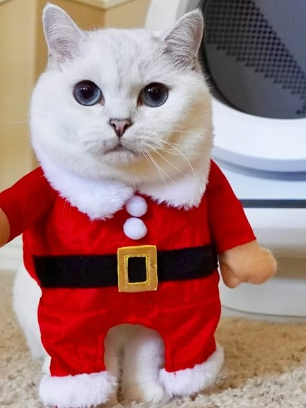 White Coffee Cat in a santa costume
