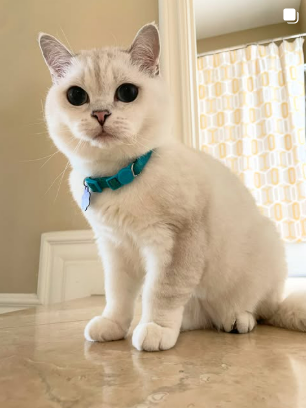 White Coffee Cat sitting proudly