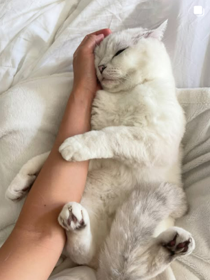 White Coffee Cat napping