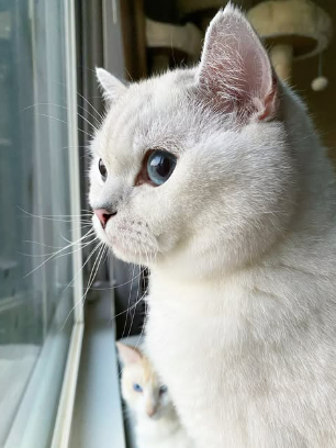 White Coffee Cat looking out of the window